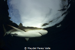 Caribbean Reef Shark, Gardens of the Queen is the perfect... by Maydel Perez Valle 